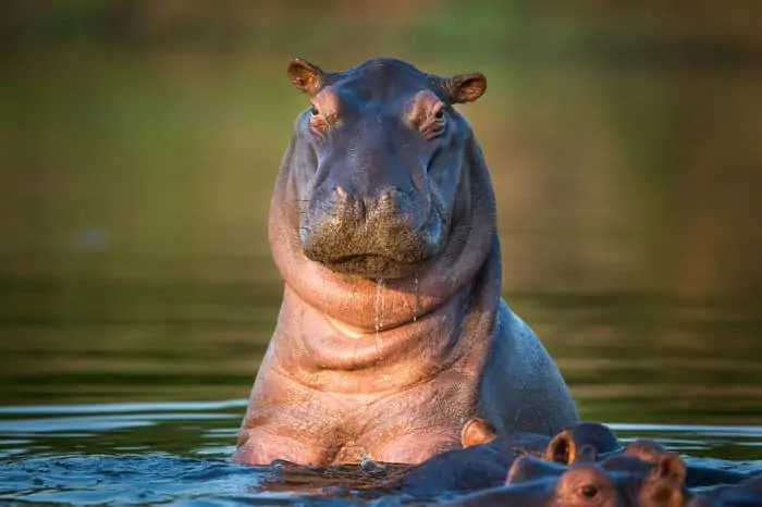 hippo sounds